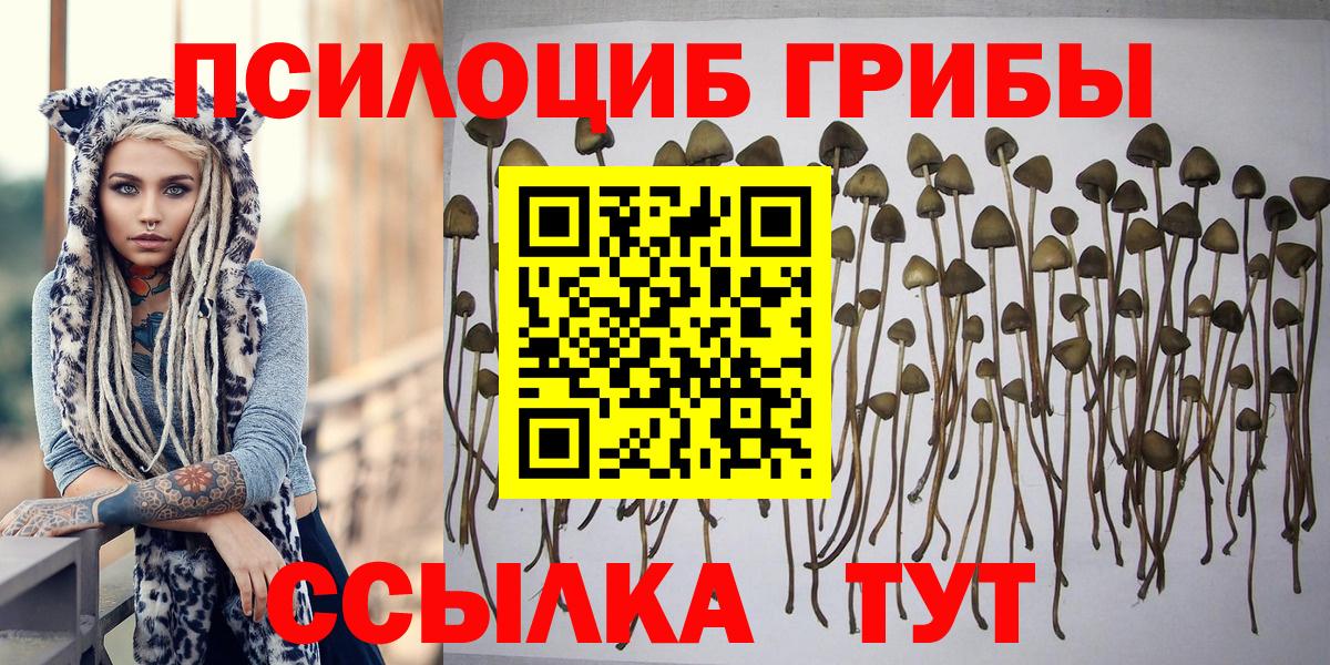 Псилоцибиновые грибы Psilocybe Знаменск